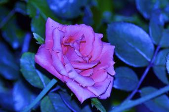 rose-in-the-moonlight-ruth-ash