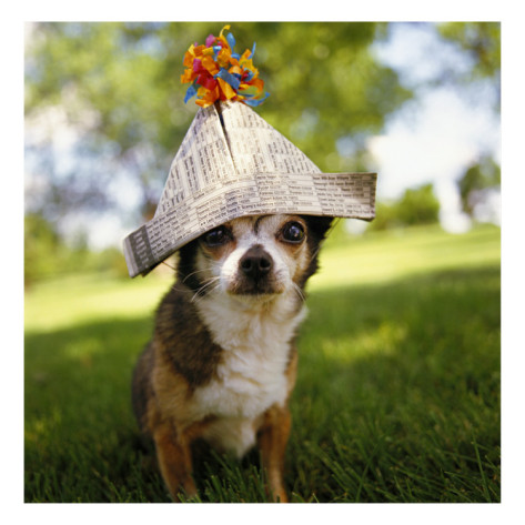 small-dog-with-newspaper-hat