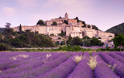 provence lavender