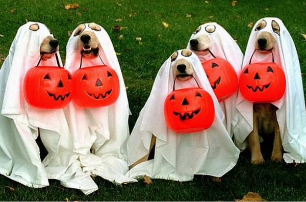 halloween-dogs