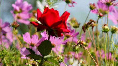 red-rose-in-the-breeze