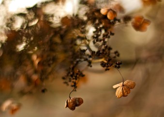 dried flowers