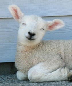 happylamb