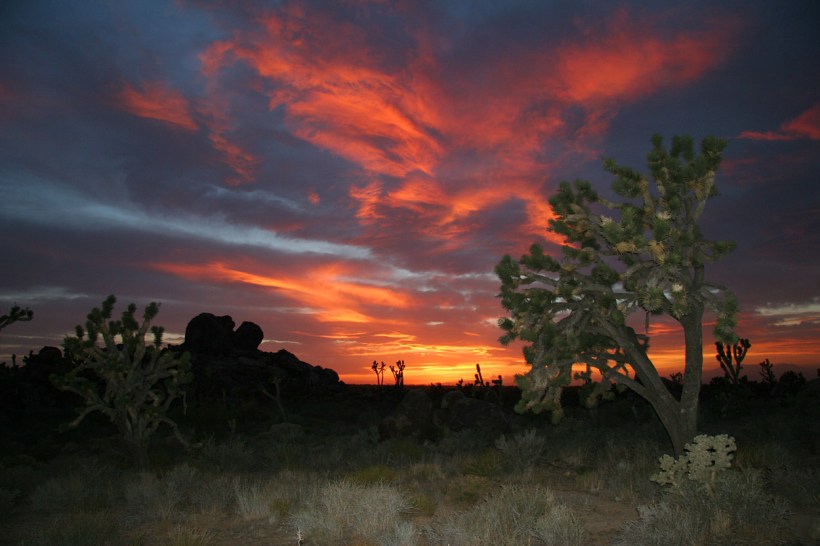 Mojave Desert Morning