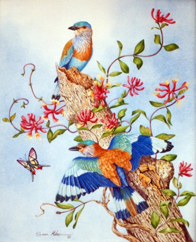 indian rollers on honeysuckle sean milne