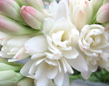 tuberose2