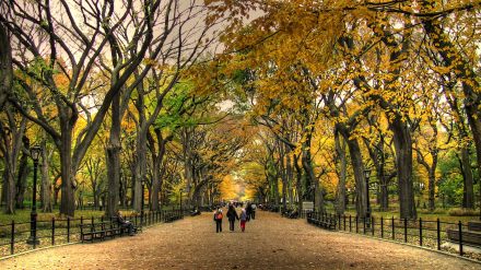 Central Park - Fall