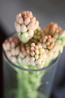 Peach tinged tuberose