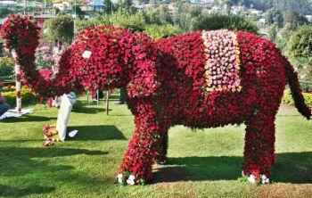 Rose Elephant