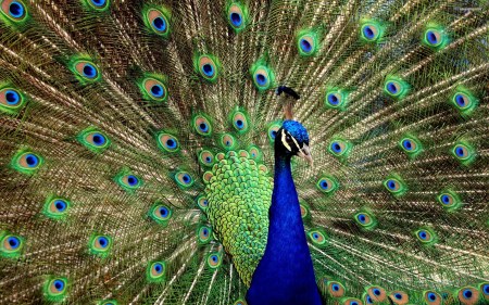 Peacock