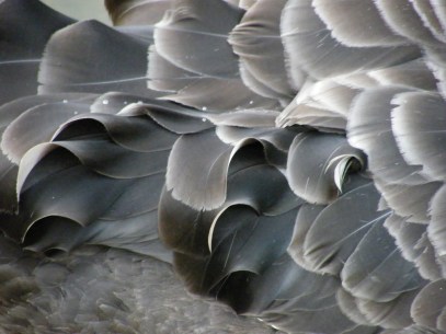 BlackSwanFeathers