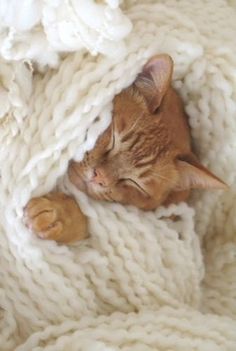 Cozy Kitty