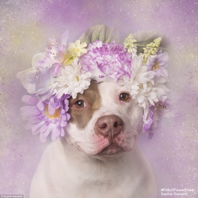 Pic: Parmalee by Sophie Gamand