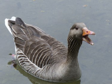 gray-goose